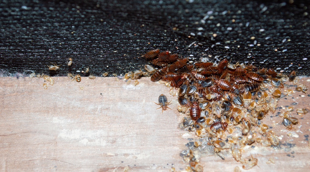 Bed Bug Infestations PestHQ