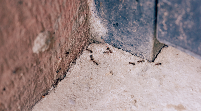 An ant colony invading a home