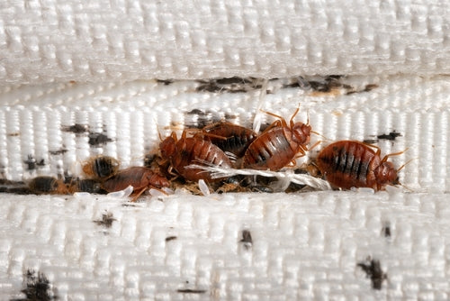 “Tens of thousands of bed bugs”