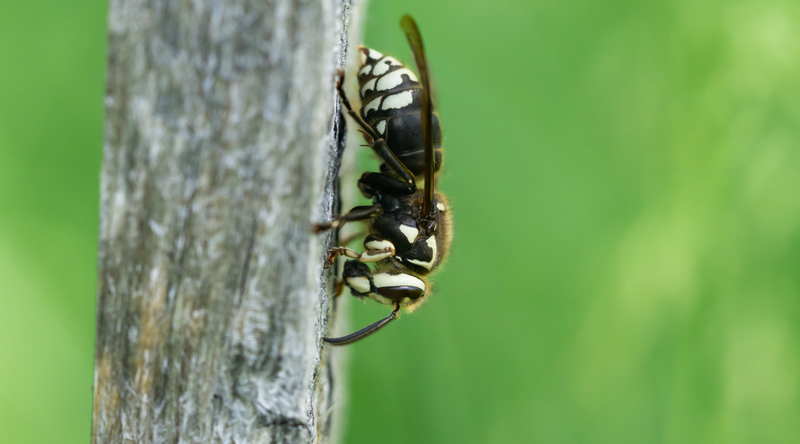 How to Identify Hornets and Wasps