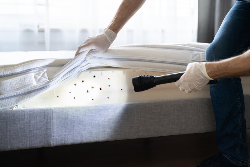 Inspecting for bed bugs on a mattress 
