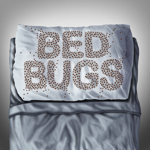 How to avoid bed bugs when traveling for hockey season