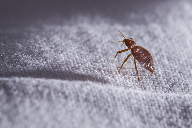 I’m worried about bed bugs. What should I do?