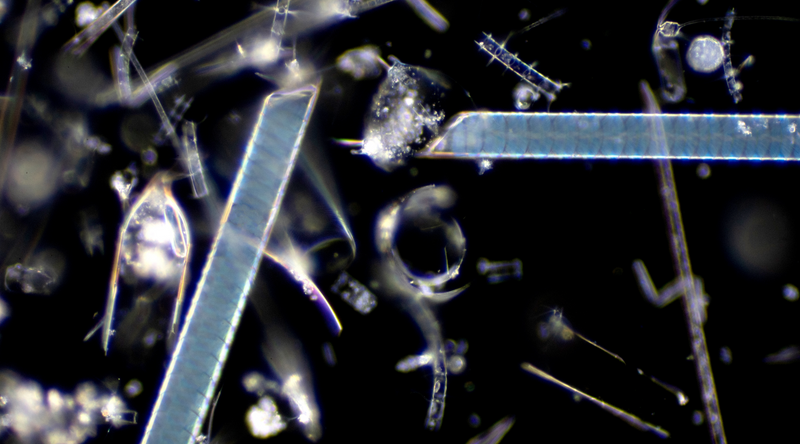     Marine aquatic plankton, or Diatoms, shown under microscope view.