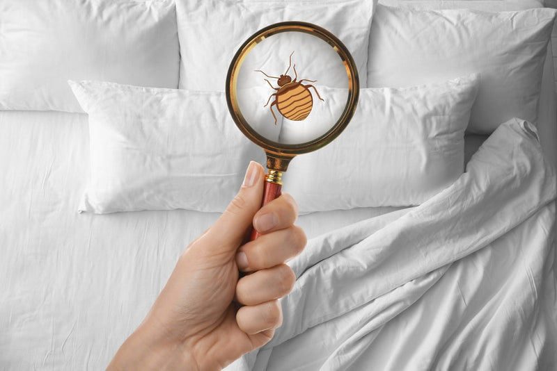 Looking for bed bugs