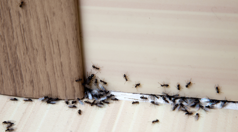 Ants in the house on the baseboards