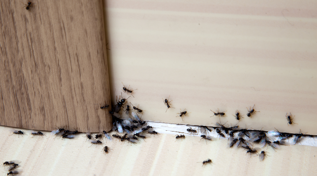 Should I worry about ants inside and outside the house?