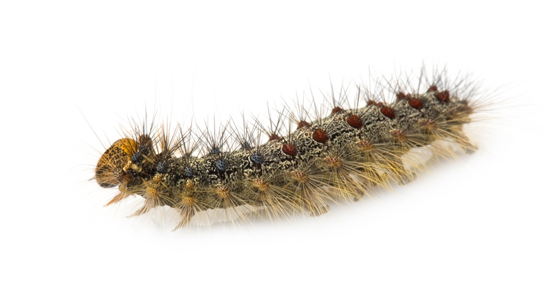 All about the LDD Moth (formerly known as Gypsy moth)