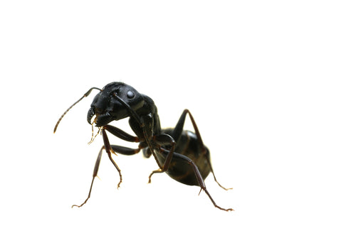 Carpenter Ants and What They Eat