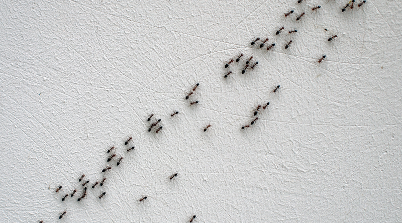 Ants trailing on a wall