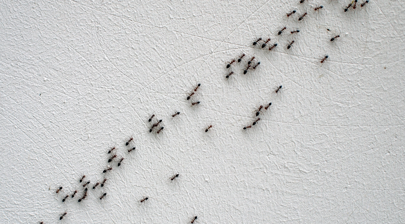 Don’t let outside ants become an indoor problem