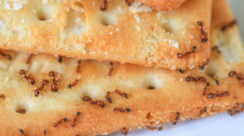 Steps to prevent ants PestHQ