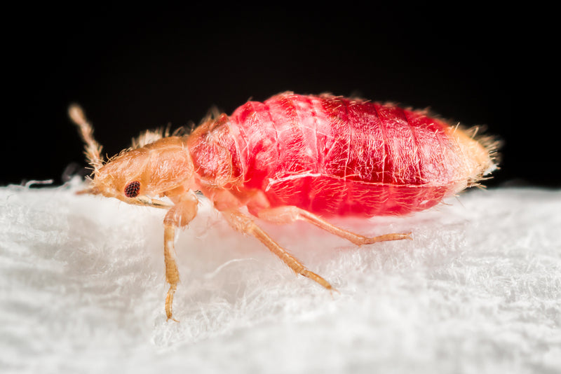 The worst gift EVER!  Here’s how to get rid of bed bugs