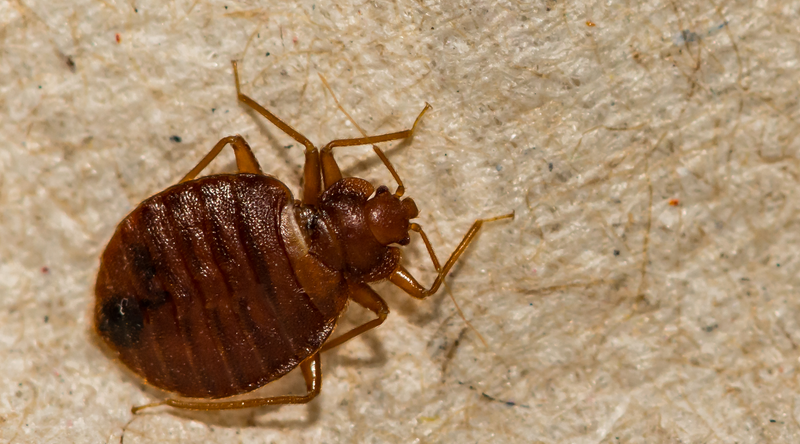 Best method to control bed bugs