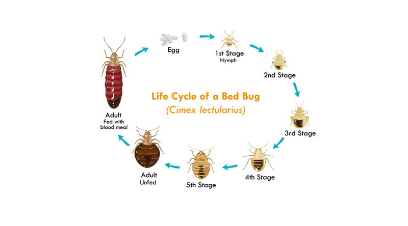 Identify bed bugs