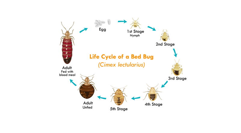 How To Identify Bed Bugs