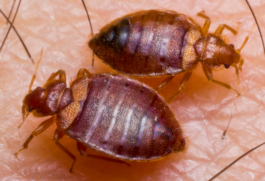 How to avoid getting bed bugs