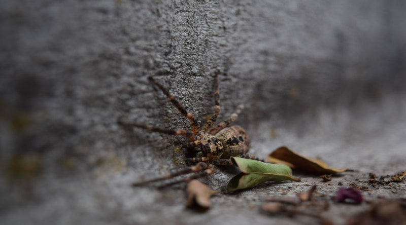 Spider outdoors 