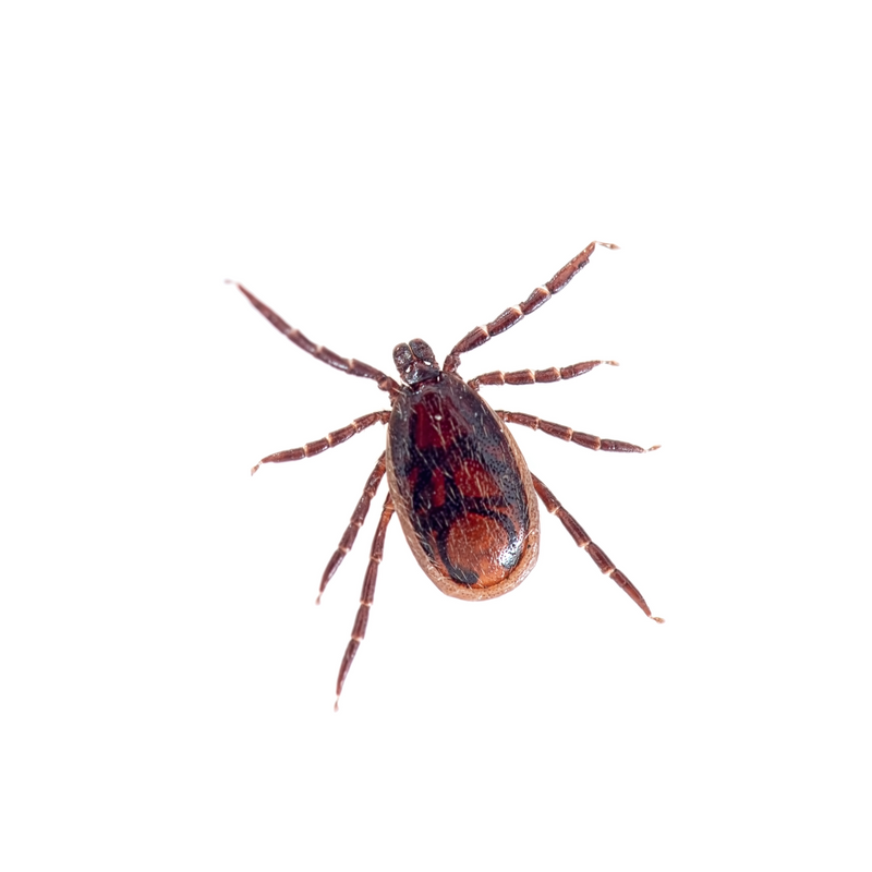 It’s tick season. Learn how to protect yourself, your family and pets.