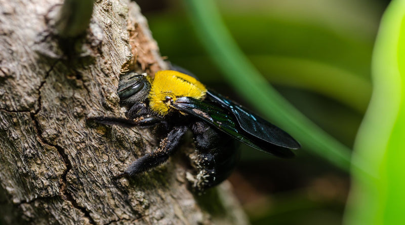 Carpenter bee building a nest