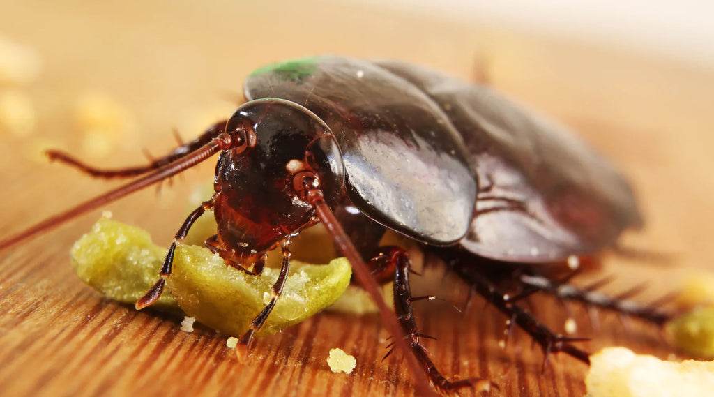 Why cockroaches are worse in summer and what to do about it