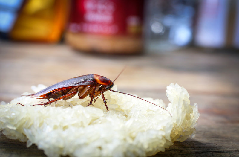 5 Things that Make Roaches Extra Hard to Kill… and how to outsmart them
