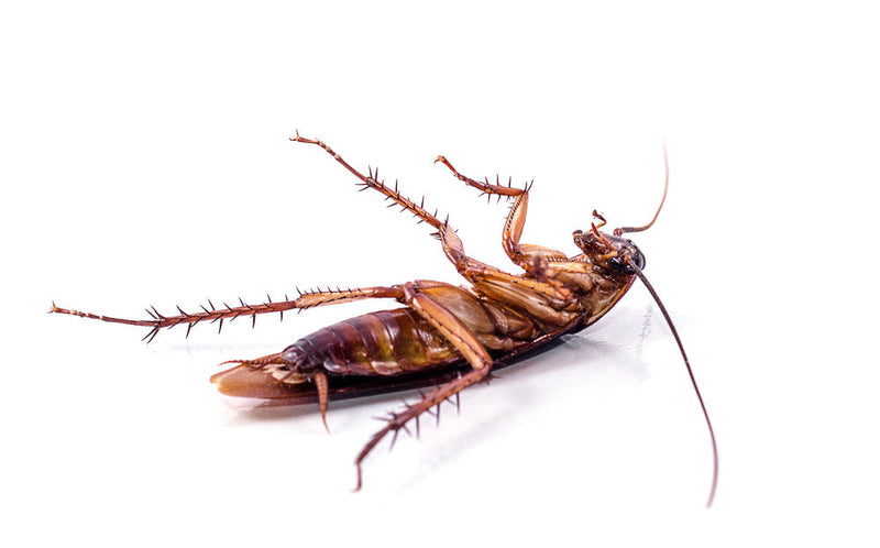 High Cockroach How can I get rid of cockroaches? – PestHQ