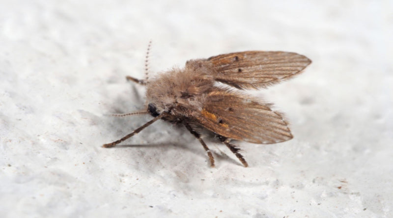 Drain Fly