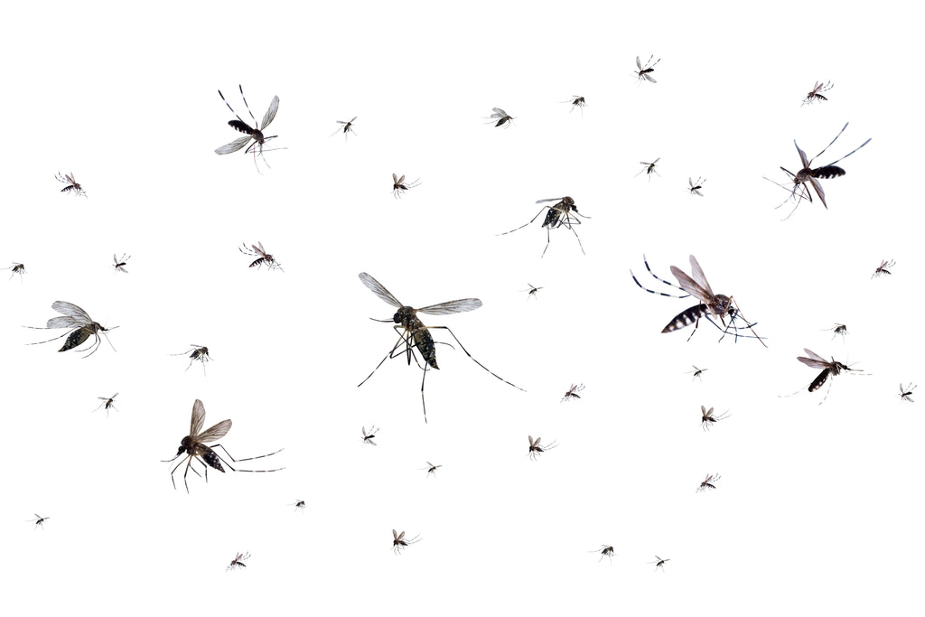 How to mosquito-proof your yard