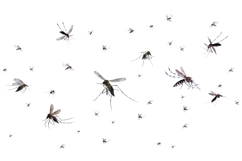 How to mosquito-proof your yard