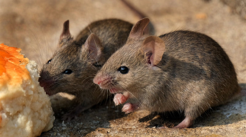 Mouse Eating Insect What is the best bait to use in a mouse trap? – PestHQ