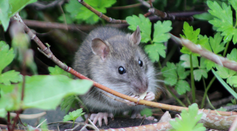 Rats in the garden?