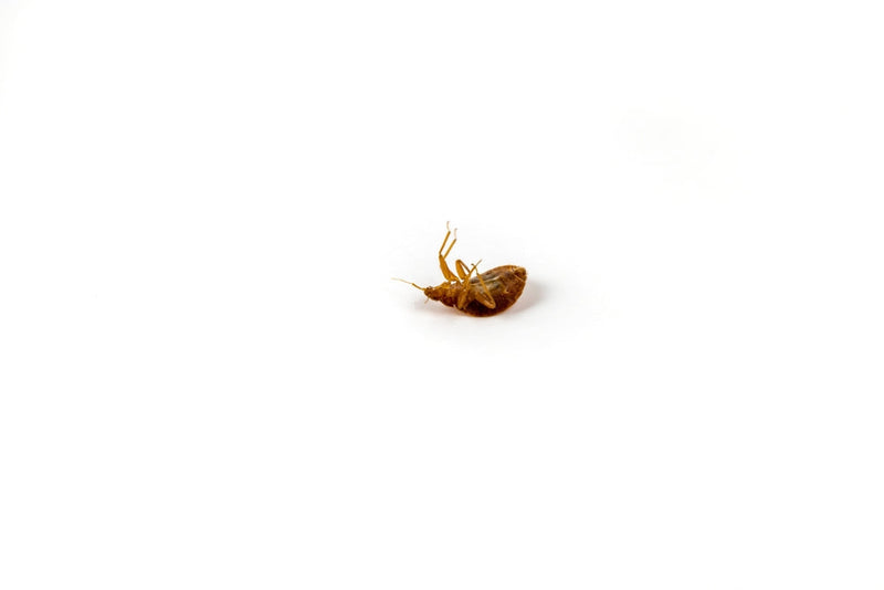 How landlords can prevent bed bugs