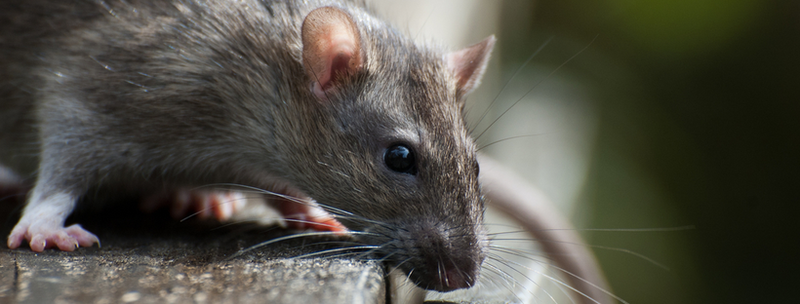 10 Best Rat Trapping Tips for Homeowners