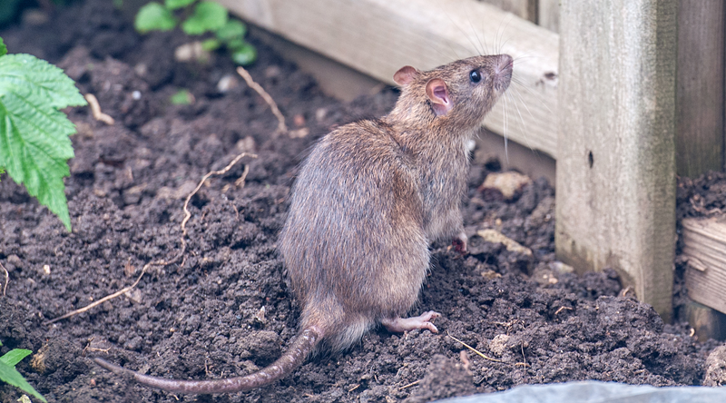 Why are rats in my yard and garden?