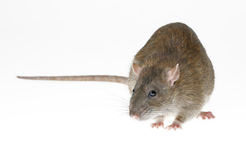 The Top 5 Products for Rats