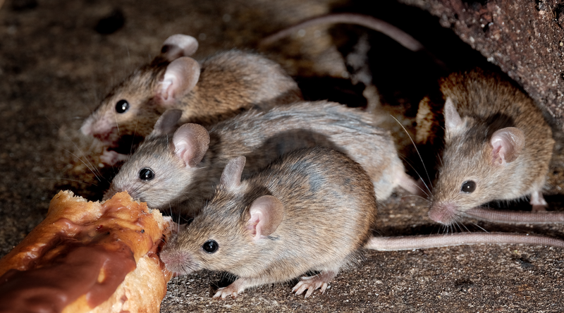 Mice feeding on garbage