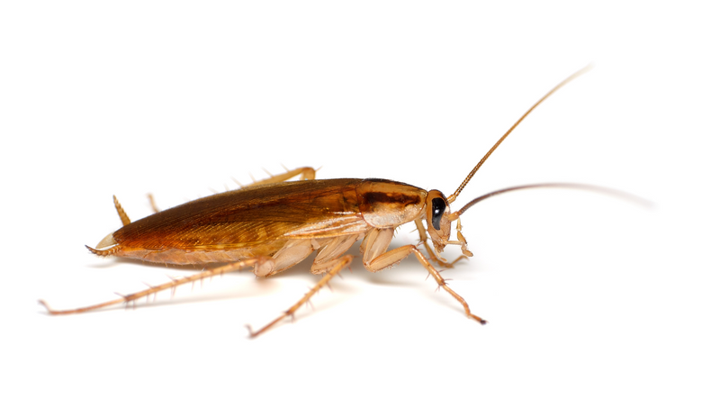 Cockroach on a white background