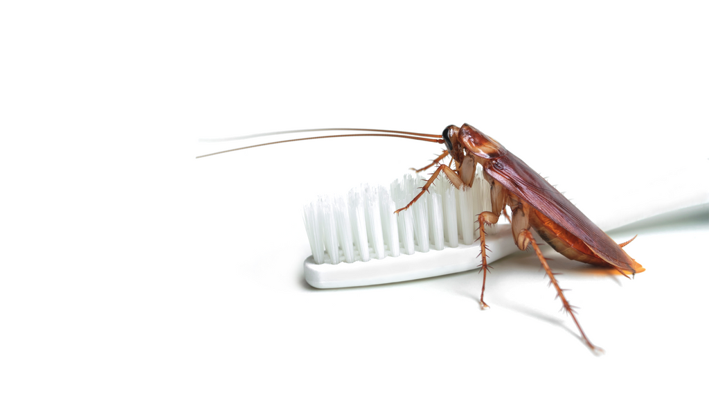 Cockroach Fangs How To Identify Cockroaches – PestHQ