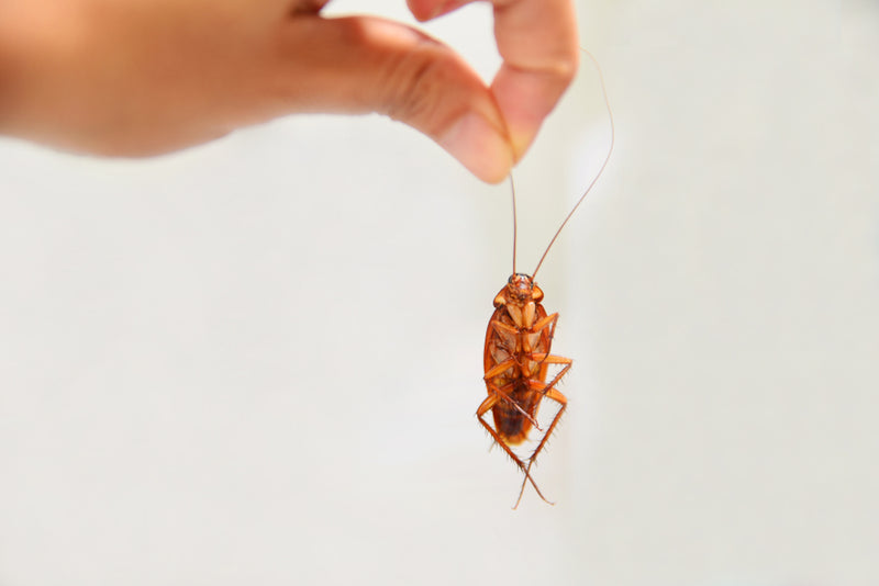 My neighbour has roaches! Will my unit get them too?