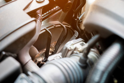 Rats will chew wires in your car. How to prevent this costly repair