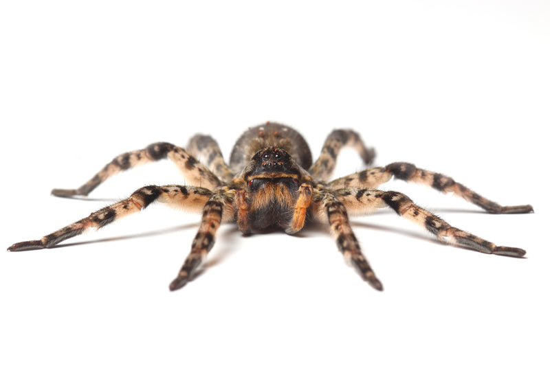 Why do spiders freak us out?