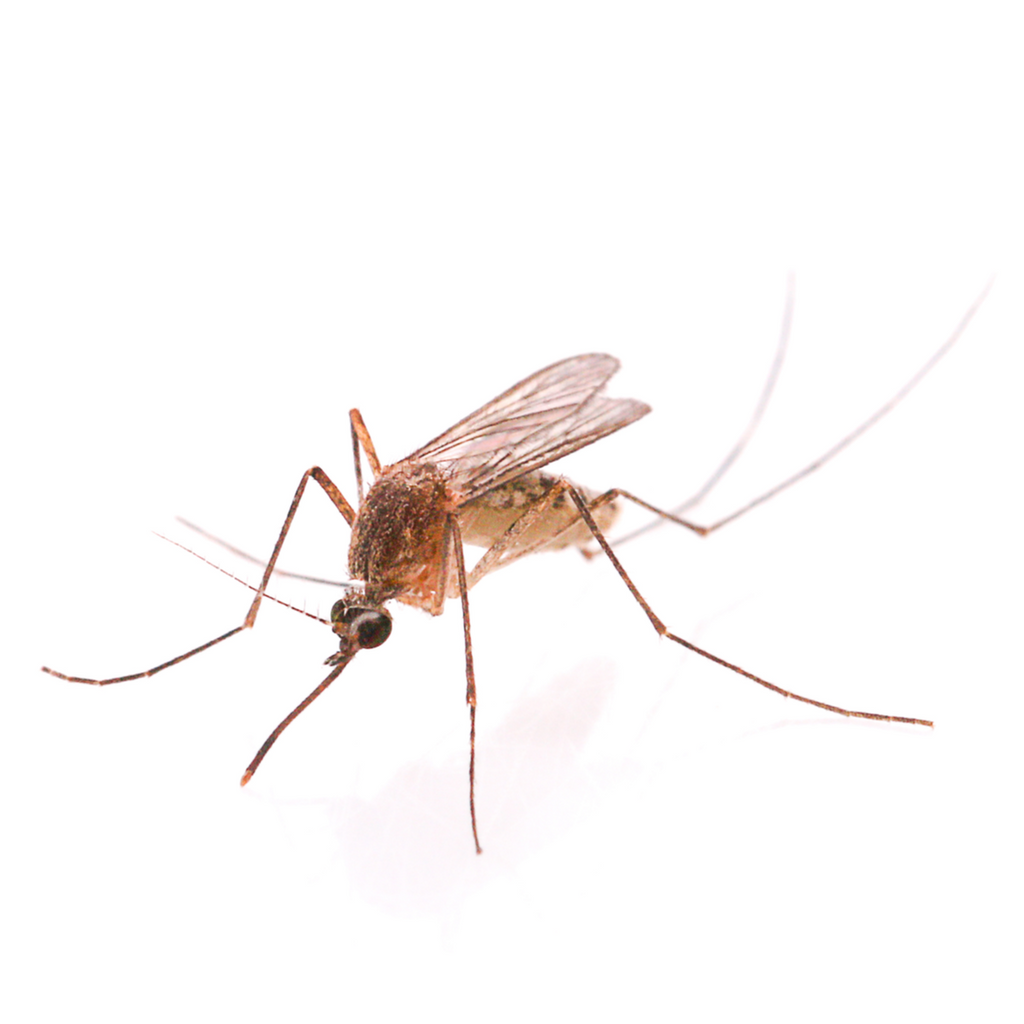 More than a nuisance, mosquitoes can be deadly