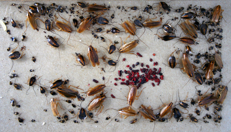 German Cockroachs and egg casings on a cockroach trap