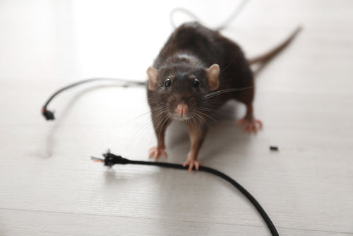 5 steps for DIY rat and mouse control