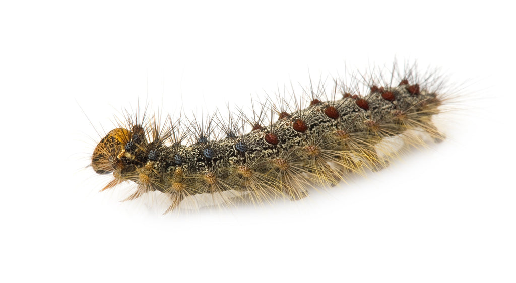Protect trees from destructive caterpillars