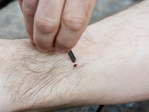 Ticks are getting worse in Canada