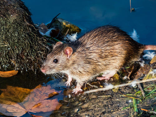 Rats are on the move this fall – PestHQ