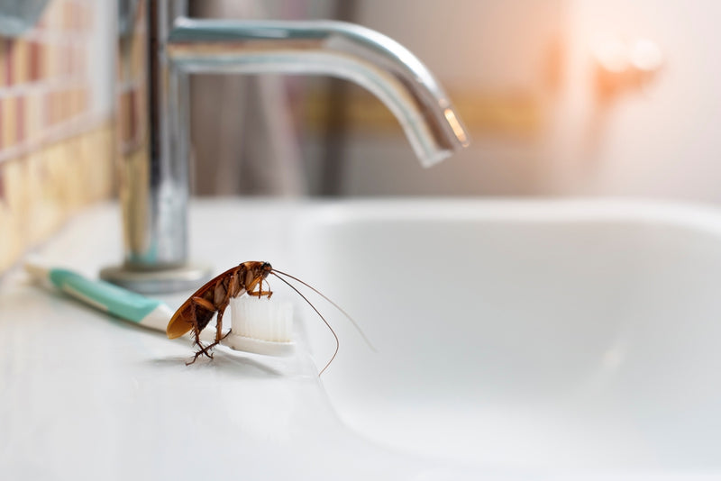 I killed a roach in the bathroom. Are there more?