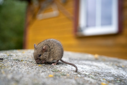 Keep the cottage mice-free to prevent illness and fire